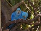 LOS LOROS DEL PARQUE